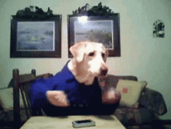 Chicken Dance Labrador Dog Dancing GIF