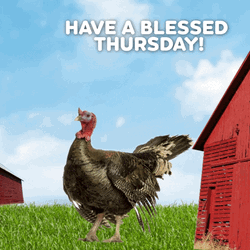 Chicken Good Morning Have A Blessed Day Thursday GIF