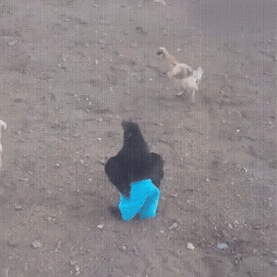 Chicken In Blue Pants Standing In Dirt GIF