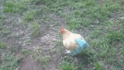 Chicken In Blue Shirt And Pants Standing In Grass GIF