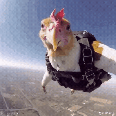 Chicken In Parachute Harness Flying GIF