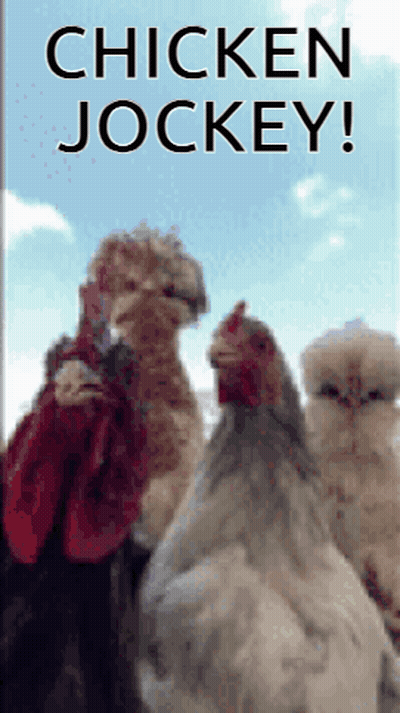 Chicken Jockey Three Chickens Standing Together GIF