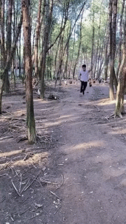 Chicken Run In The Forest GIF