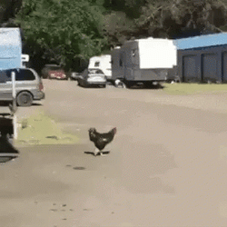 Chicken Run GIF