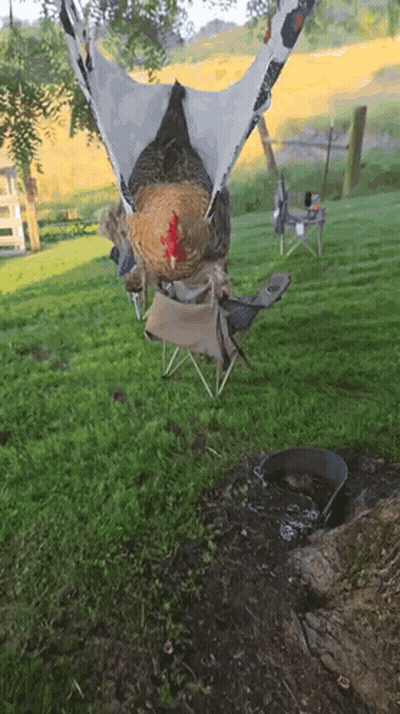 Chicken Sitting In Hammock On Chair GIF