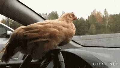 Chicken Sitting On Car Steering Wheel GIF