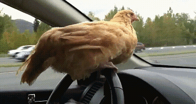 Chicken Sitting On Steering Wheel GIF