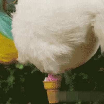 Chicken Standing Next to Ice Cream Cone