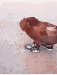 Chicken Walking With Shoes GIF 