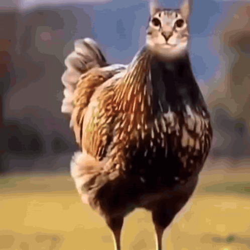 Chicken With Cat Face Standing in Field