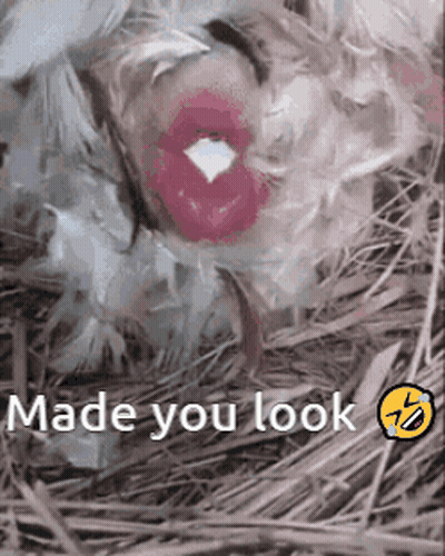 Chicken With Lipstick Saying Made You Look GIF