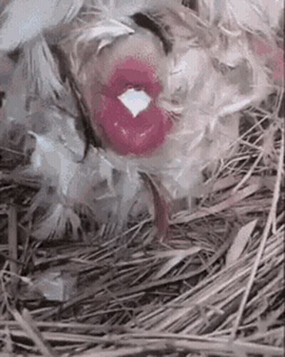 Chicken With Pink Lips Laying In Nest Of Feathers And Hay GIF