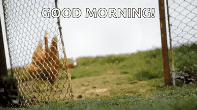 Chickens Behind Chain Link Fence Good Morning GIF