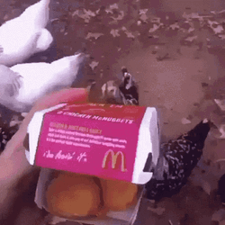 Chickens Eating Chicken Nugget  GIF