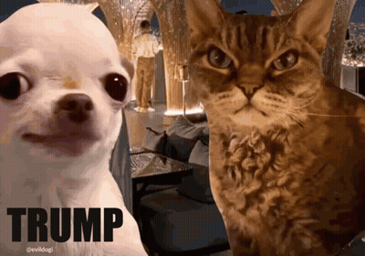 Chihuahua And Cat Standing With Trump GIF