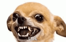 Chihuahua Angry Lol GIF