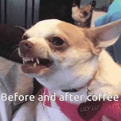 Chihuahua Before And After Coffee GIF