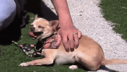 Chihuahua Belly Rubs GIF