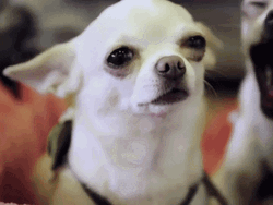 Chihuahua Bored Yawning GIF