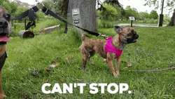 Chihuahua Can't Stop GIF
