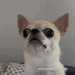 Chihuahua Cane GIF