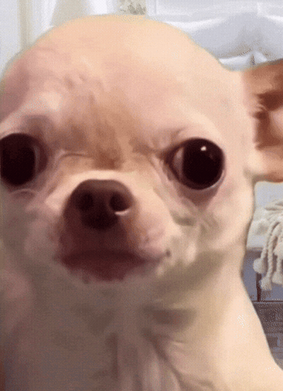 Chihuahua Close Up Looking at Camera