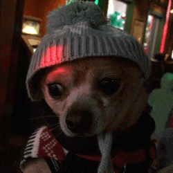 Chihuahua Confused In Party GIF