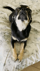 Chihuahua Cute Tail Wagging GIF