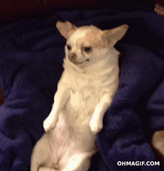 Chihuahua Dog Chilling With Snacks  GIF