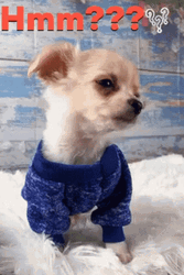 Chihuahua Dog Hmmmm GIF