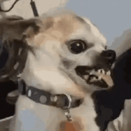 Chihuahua Dog Making Funny Face GIF