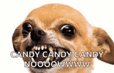 Chihuahua Dog Making Funny Face Saying Candy Candy Candy Nooooowww GIF