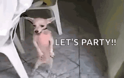 Chihuahua Dog Party Dancing