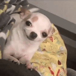 Chihuahua Dog Smile GIF