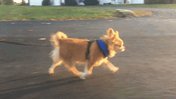 Chihuahua Dog Speed Walking GIF