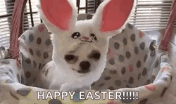 Chihuahua Easter Bunny GIF