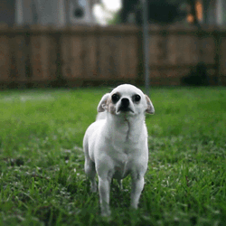 Chihuahua Excited Tail GIF