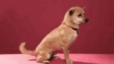 Chihuahua Face On Pink Background GIF