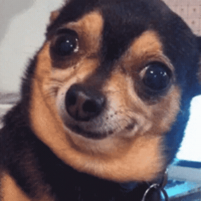 Chihuahua Face With Key Chain Around Neck GIF