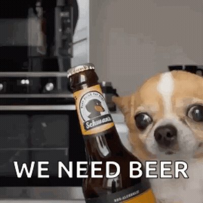 Chihuahua Holding Beer Saying We Need Beer GIF