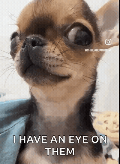 Chihuahua I Have An Eye On Them GIF