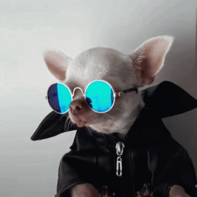 Chihuahua In Black Jacket And Sunglasses GIF