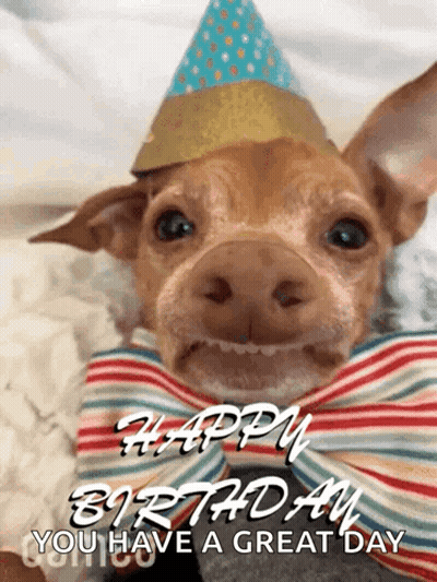 Chihuahua In Party Hat Saying Happy Birthday GIF