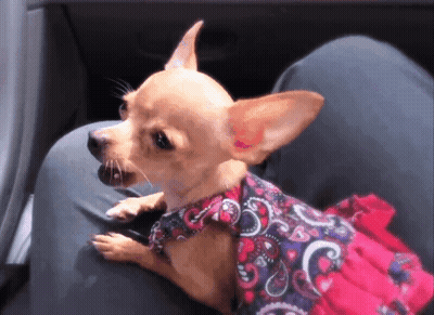 Chihuahua In Pink And Purple Paisley Dress GIF