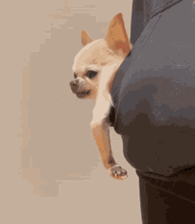 Chihuahua In Pocket GIF