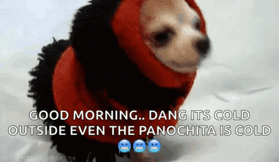 Chihuahua In Red And Black Sweater Saying Good Morning Dang Its Cold Outside Even The Panochita Is Co GIF