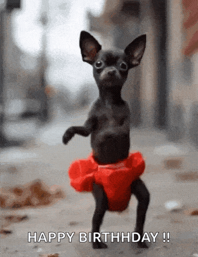 Chihuahua In Red Tutu Saying Happy Birthday GIF