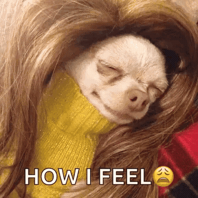 Chihuahua In Wig And Yellow Sweater Saying How I Feel GIF