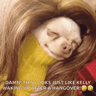 Chihuahua In Yellow Sweater Sleeping On Lap GIF