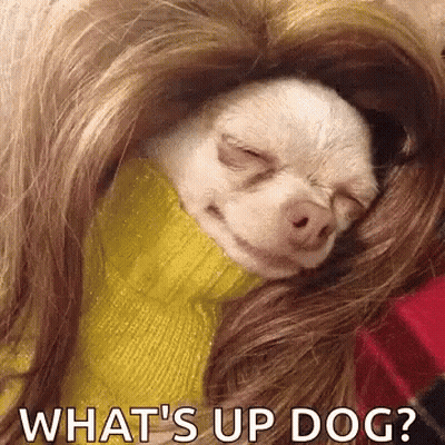 Chihuahua In Yellow Sweater Sleeping On Woman's Shoulder GIF